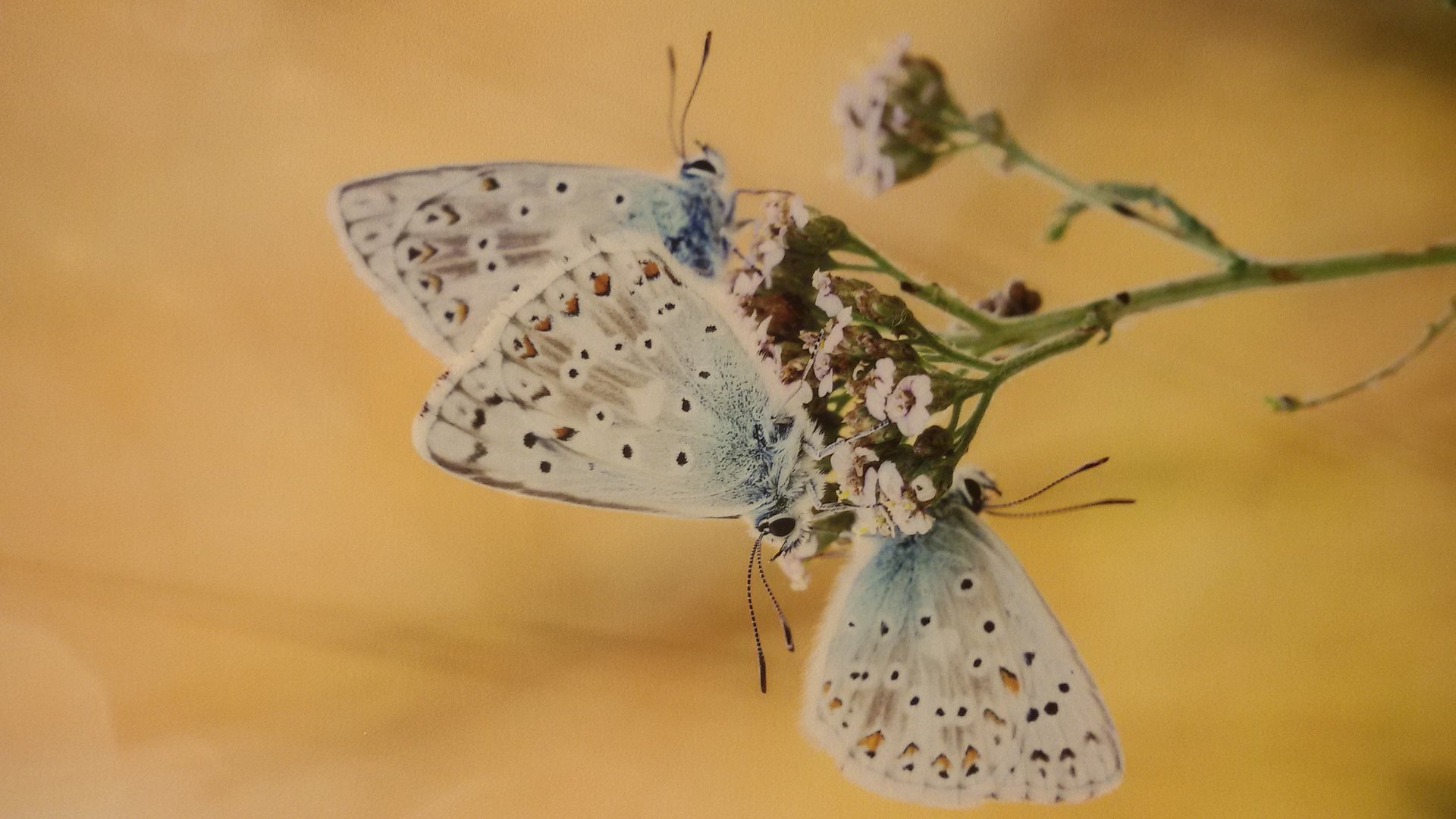 Fauna — Stefan vom Scheidt