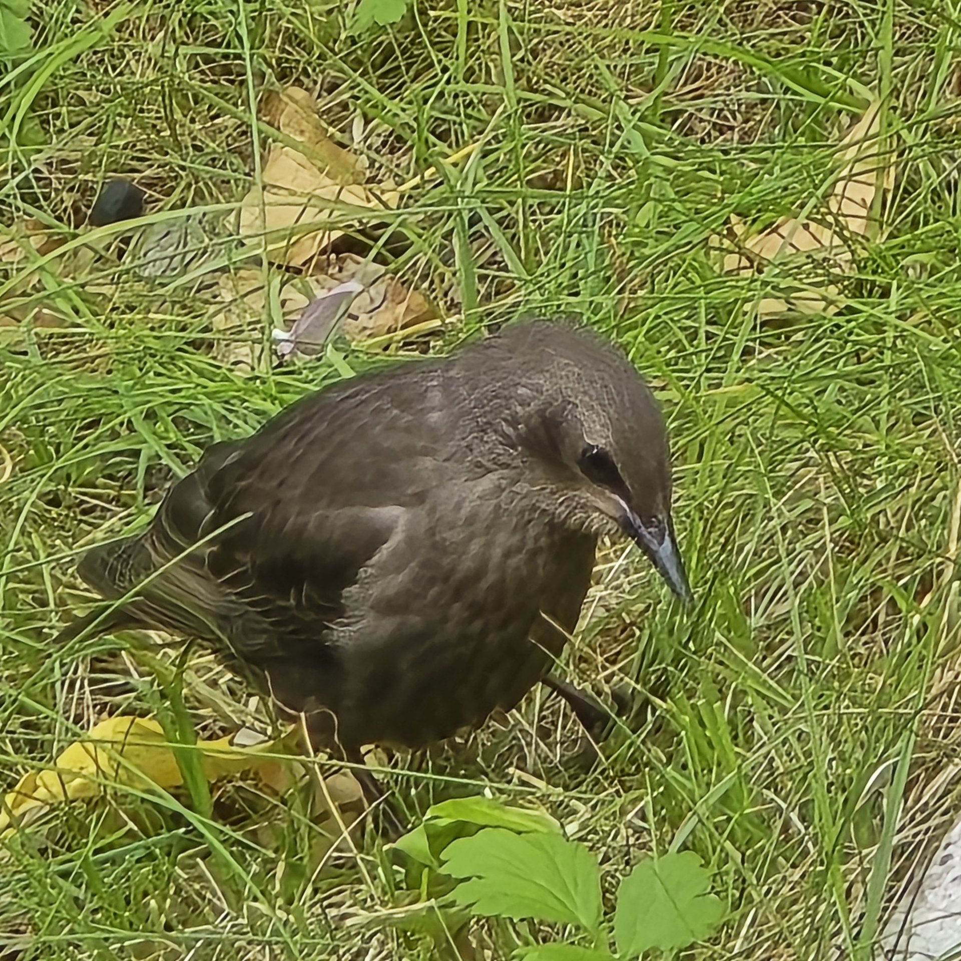 Fauna — Stefan vom Scheidt