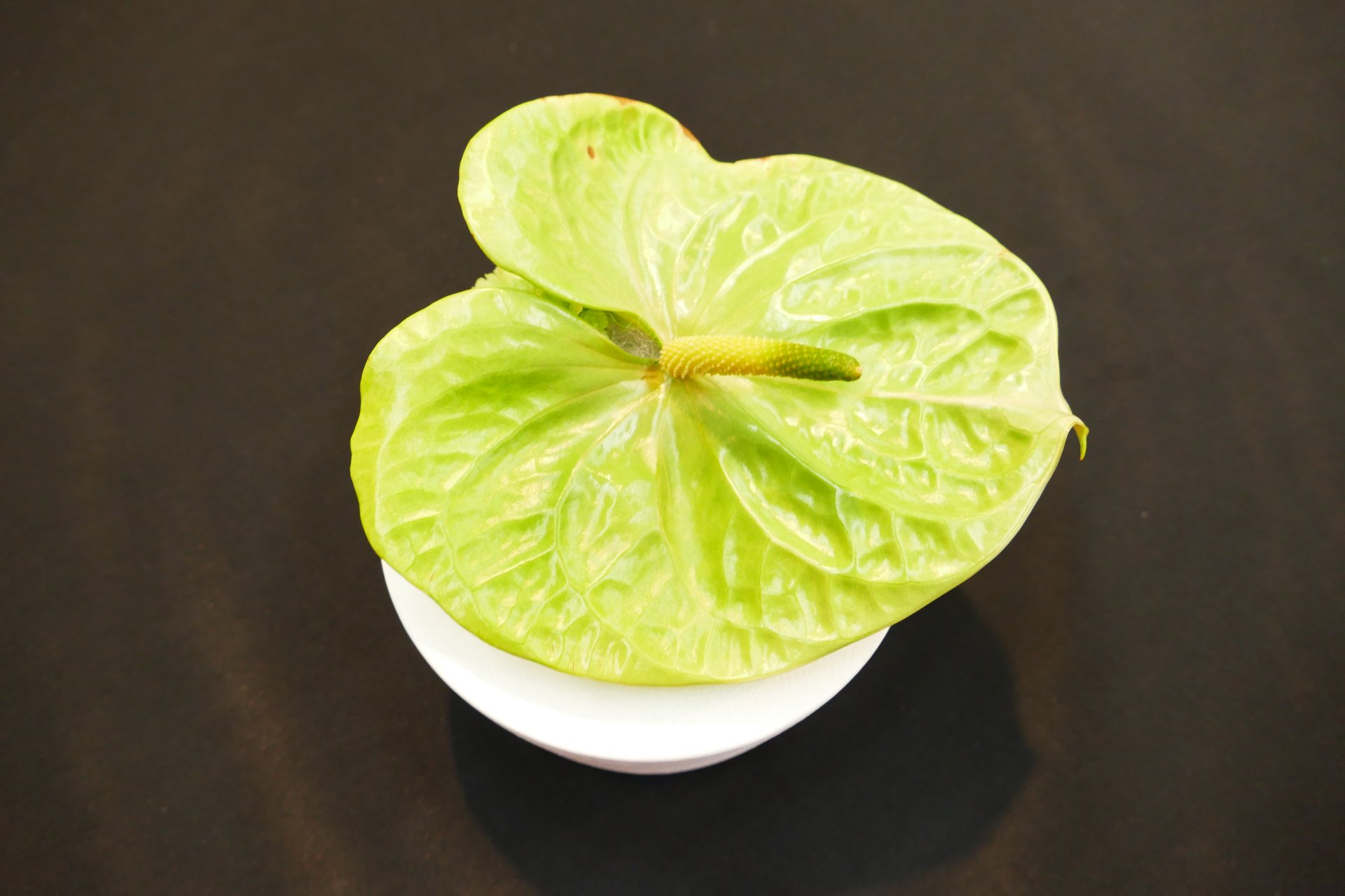 Flora — Stefan vom Scheidt