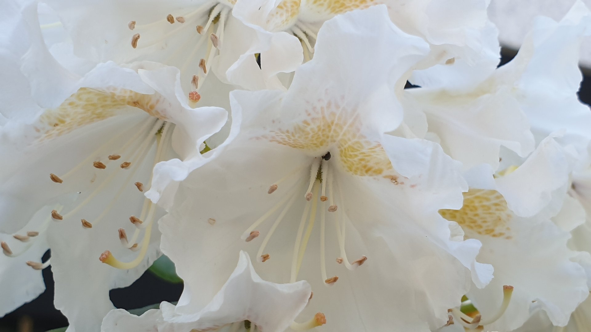 Flora — Stefan vom Scheidt