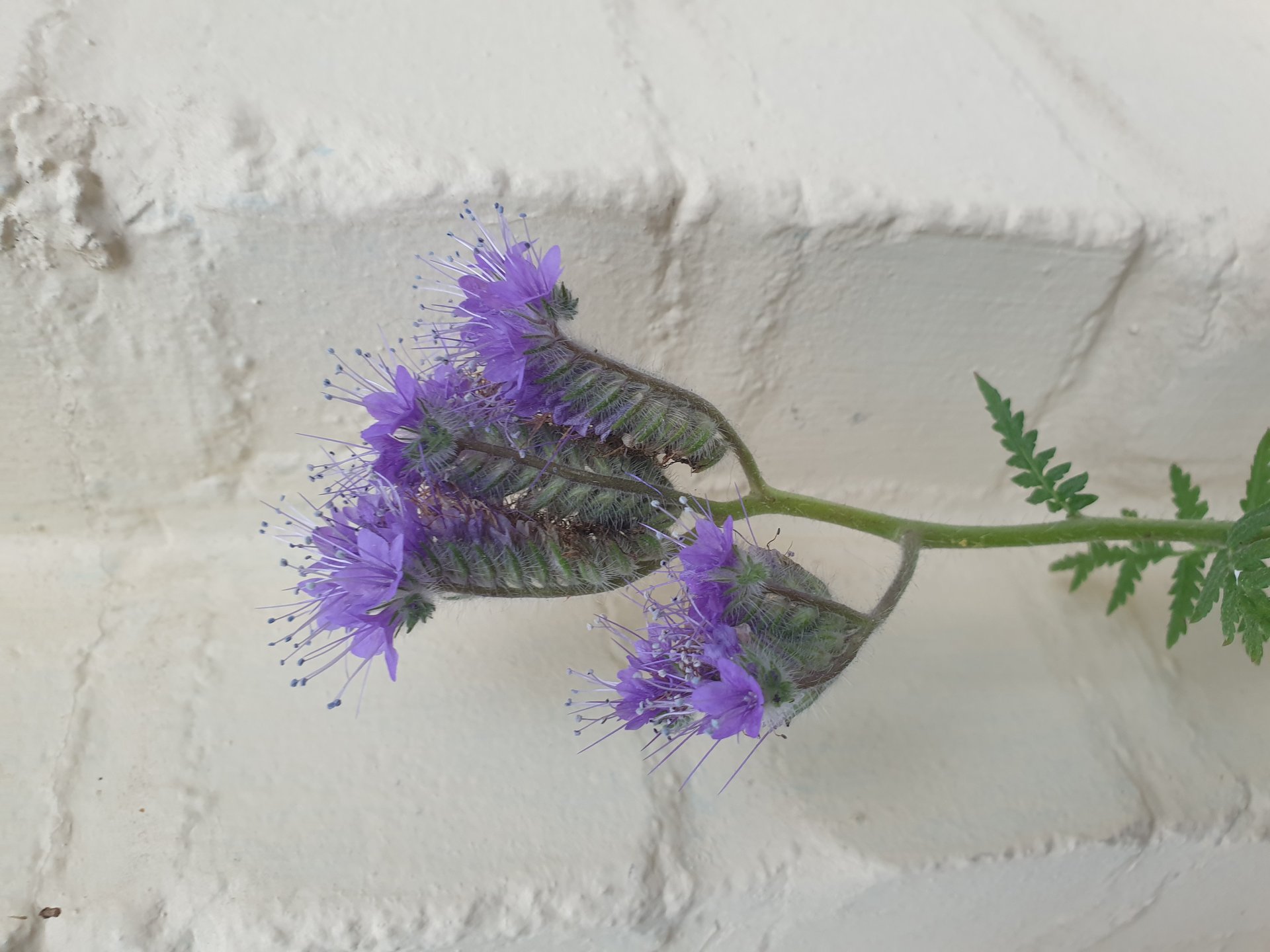 Flora — Stefan vom Scheidt