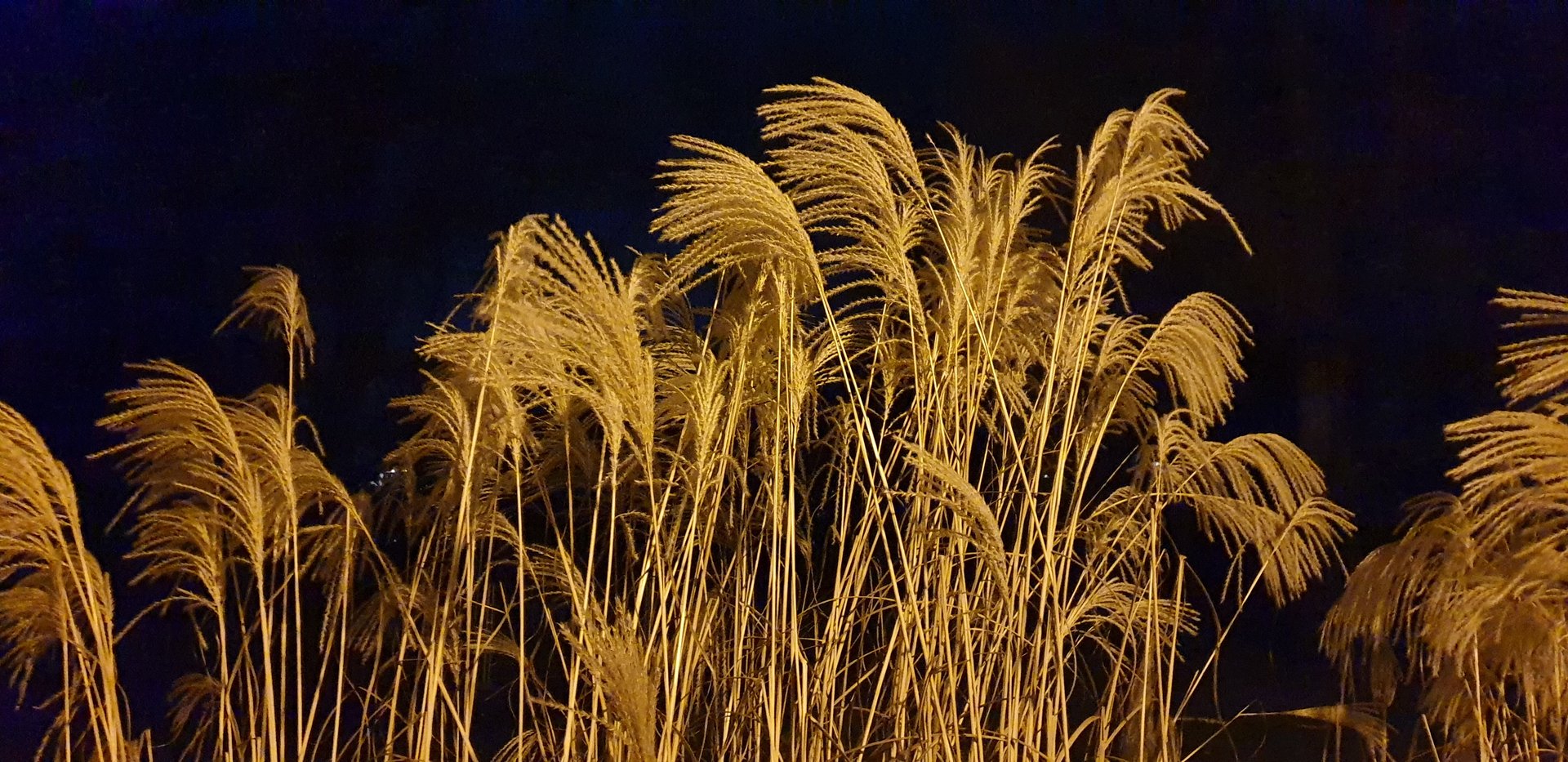 Flora — Stefan vom Scheidt