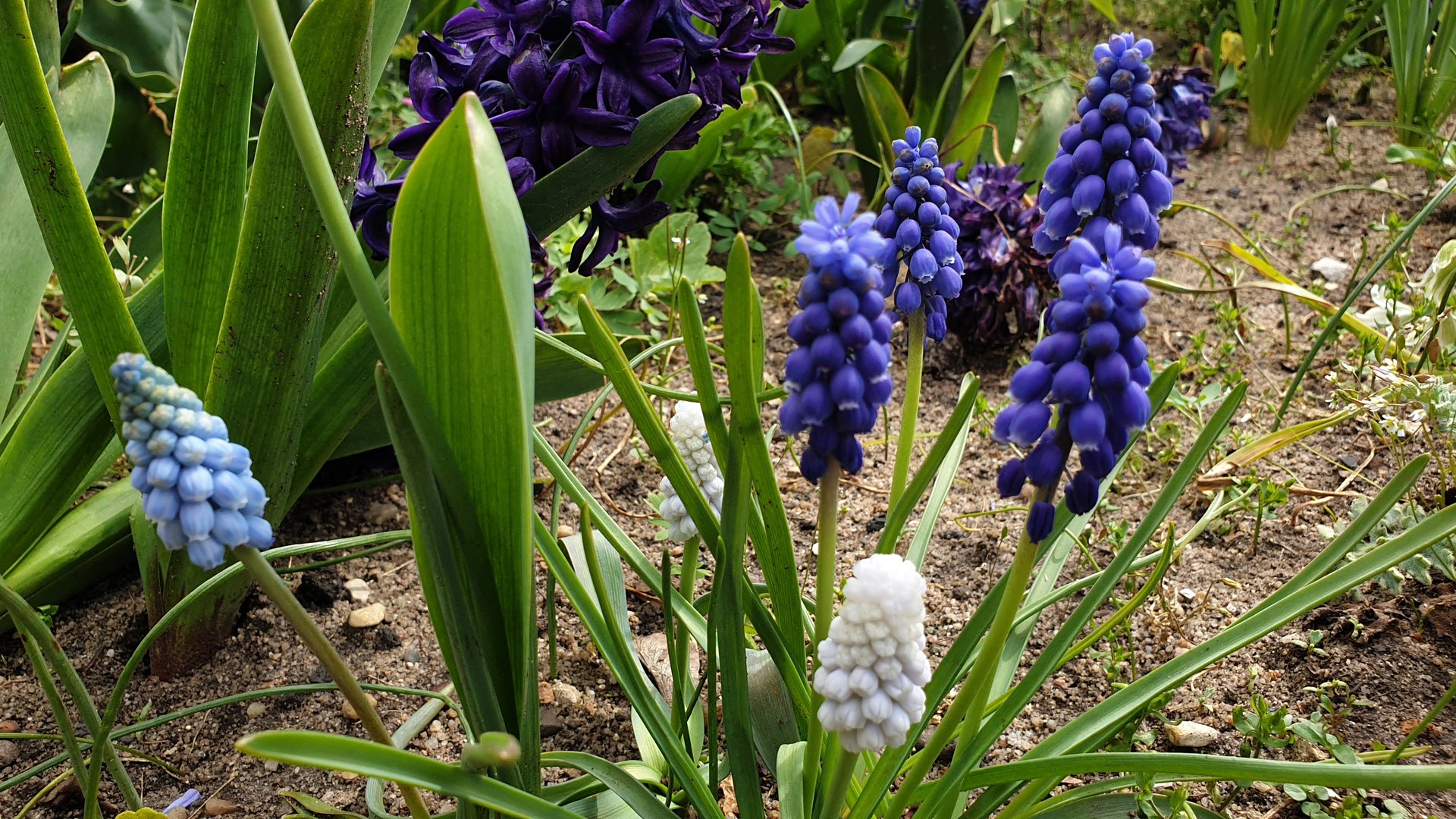 Flora — Stefan vom Scheidt