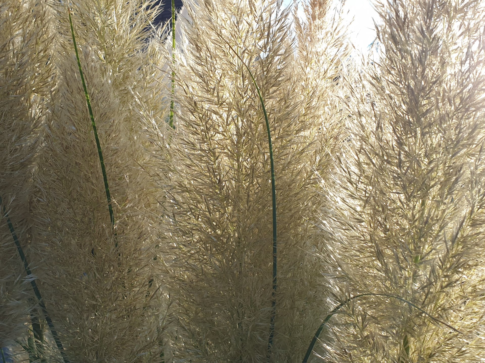 Flora — Stefan vom Scheidt