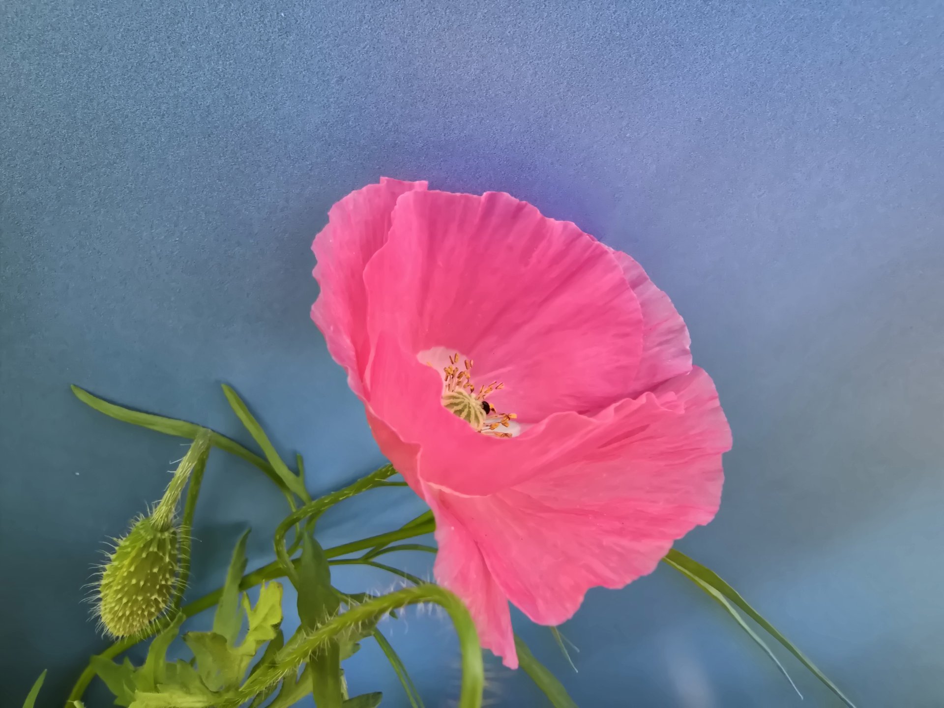 Flora — Stefan vom Scheidt