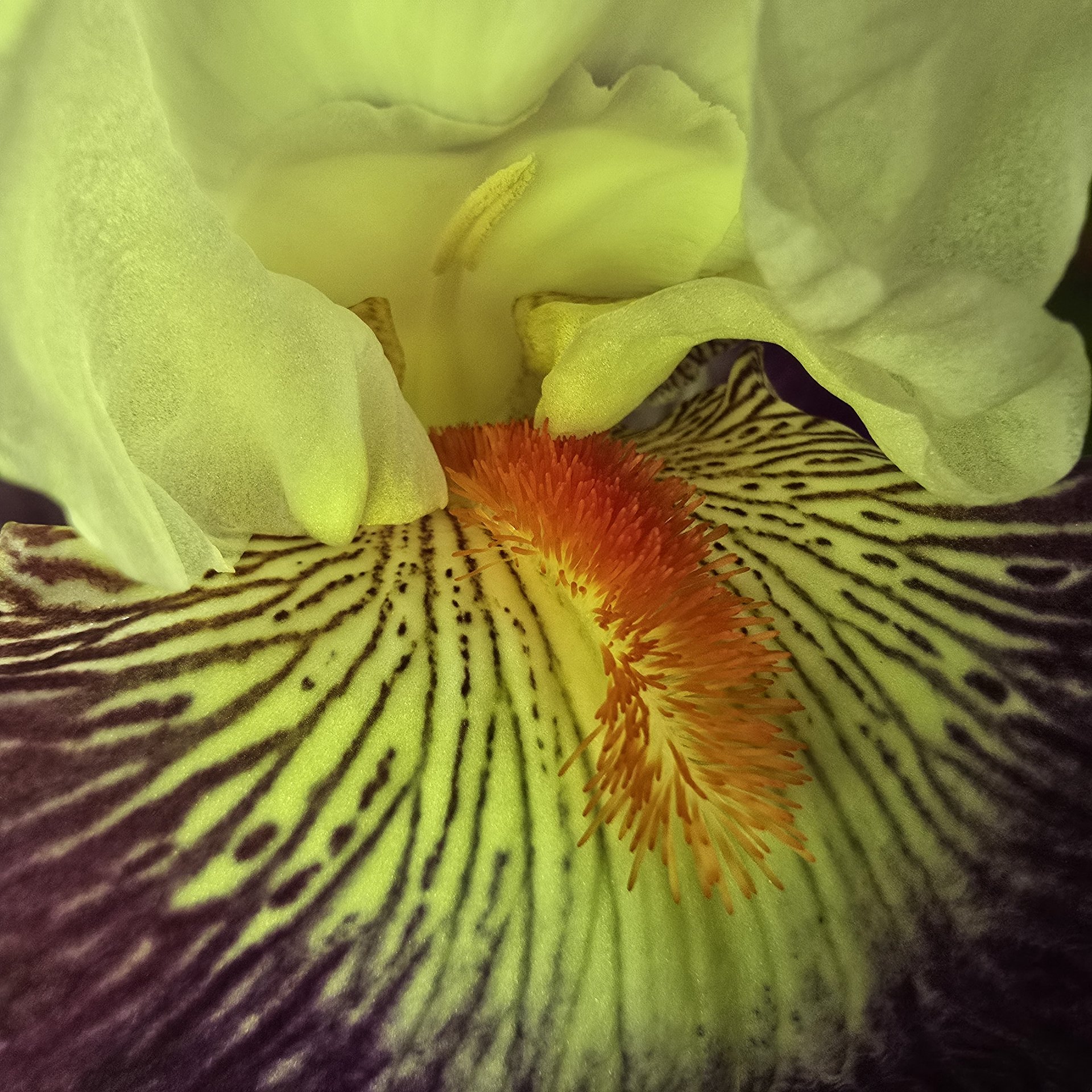 Flora — Stefan vom Scheidt