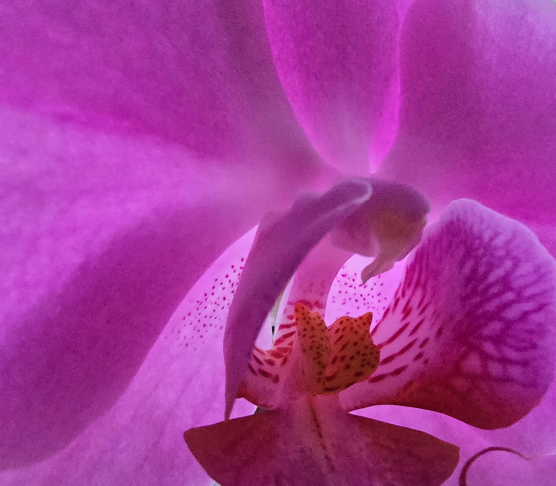 Flora — Stefan vom Scheidt