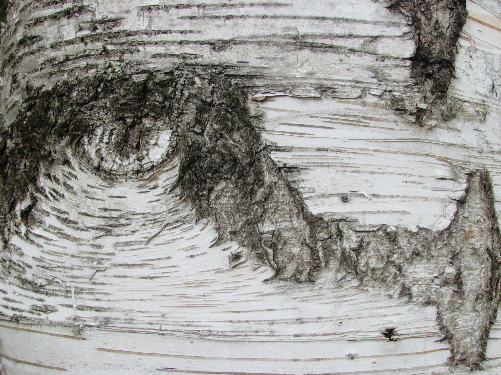 Flora — Stefan vom Scheidt