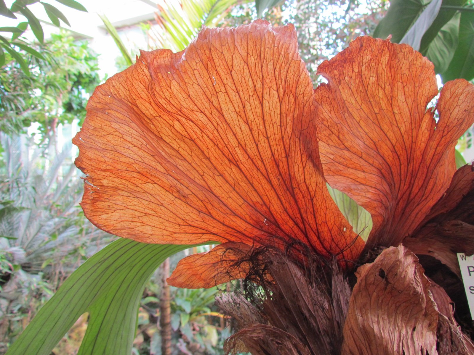 Flora — Stefan vom Scheidt
