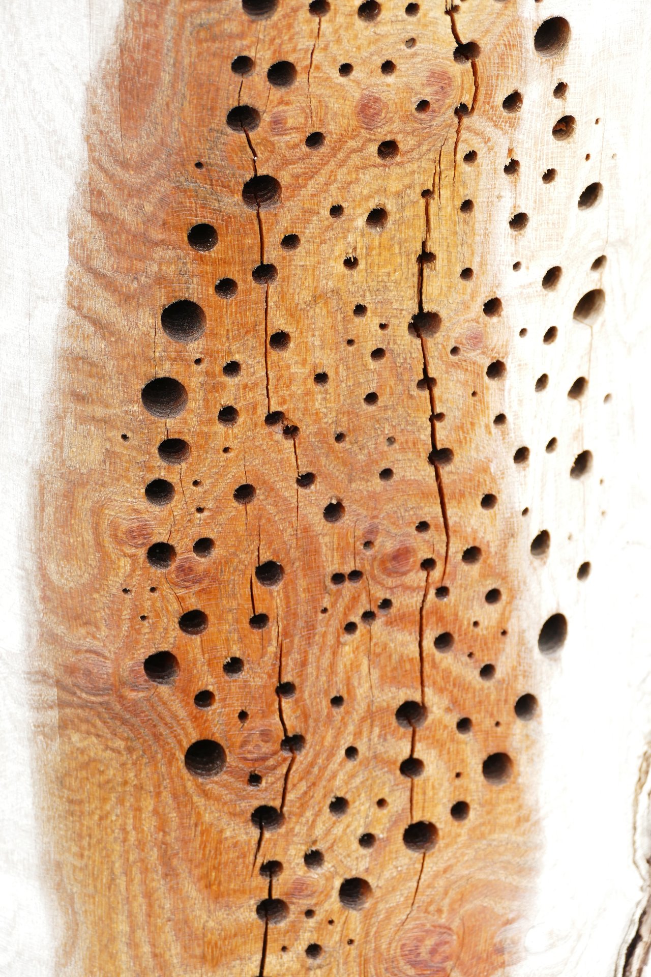 Kunst — Stefan vom Scheidt